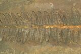 Fossil Fern (Pecopteris) - Mazon Creek #121059-1